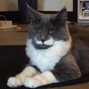 10432566 | Tutor in Essay Writing | 10431997