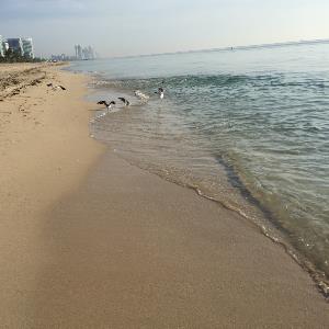 10864136 | Tutor in Elementary (3-6) Reading, ELL, English, Essay Writing, Literature | 10863552