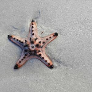 10976868 | Tutor in Essay Writing, Essay Writing | 10976282