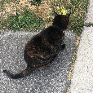 11056979 | Tutor in Statistics | 11056393