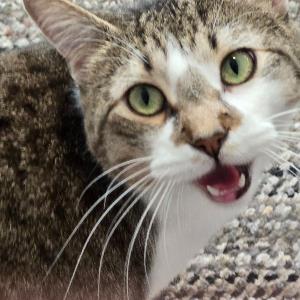 11322806 | Tutor in ELL, Essay Writing | 11322213