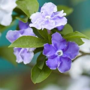 13392687 | Tutor in Essay Writing | 13391694