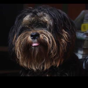 13876425 | Tutor in Essay Writing, MS Excel | 13875379