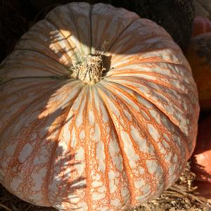 3502541 | Tutor in Essay Writing, Literature | 3502598