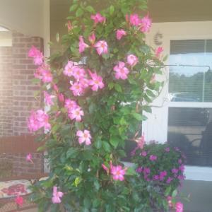 3554196 | Tutor in  | 3554253