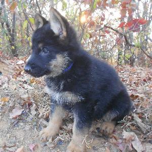 6178179 | Tutor in English, Essay Writing | 6178231