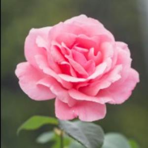 7198309 | Tutor in Calculus | 7198361