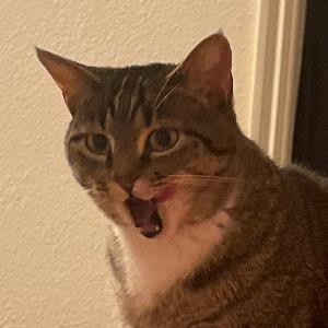 8676994 | Tutor in Elementary (3-6) Math, Elementary (3-6) Reading, English, Midlevel (7-8) Math | 8677046