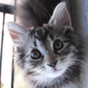 8690531 | Tutor in Elementary (3-6) Reading, Essay Writing, Literature | 8690583