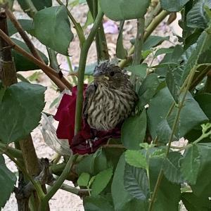 9446938 | Tutor in Elementary (3-6) Math, Elementary (3-6) Reading, Essay Writing | 9446972