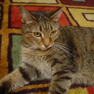 9630311 | Tutor in Algebra, Biology, Earth Science, Elementary (3-6) Math, Elementary (3-6) Reading, ELL, English, Essay Writing, Finance, Literature, Midlevel (7-8) Math, Midlevel (7-8) Science, Statistics | 9630326