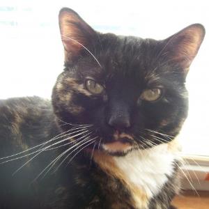 9641318 | Tutor in English | 9641333