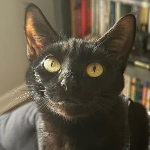 9743005 | Tutor in Elementary (3-6) Reading, English, Essay Writing, Literature, MS Word | 9743005